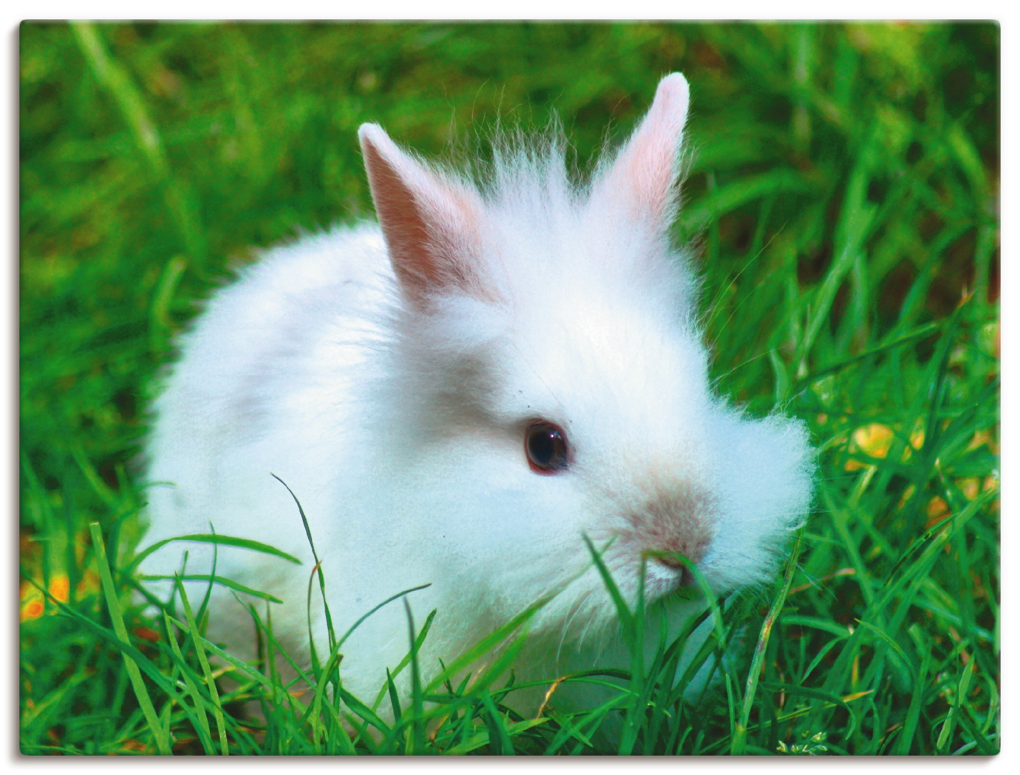 Image of Artland Wandbild »Weisses Zwergkaninchen Baby«, Wildtiere, (1 St.), in vielen Grössen & Produktarten - Alubild / Outdoorbild für den Aussenbereich, Leinwandbild, Poster, Wandaufkleber / Wandtattoo auch für Badezimmer geeignet bei Ackermann Versand Schweiz