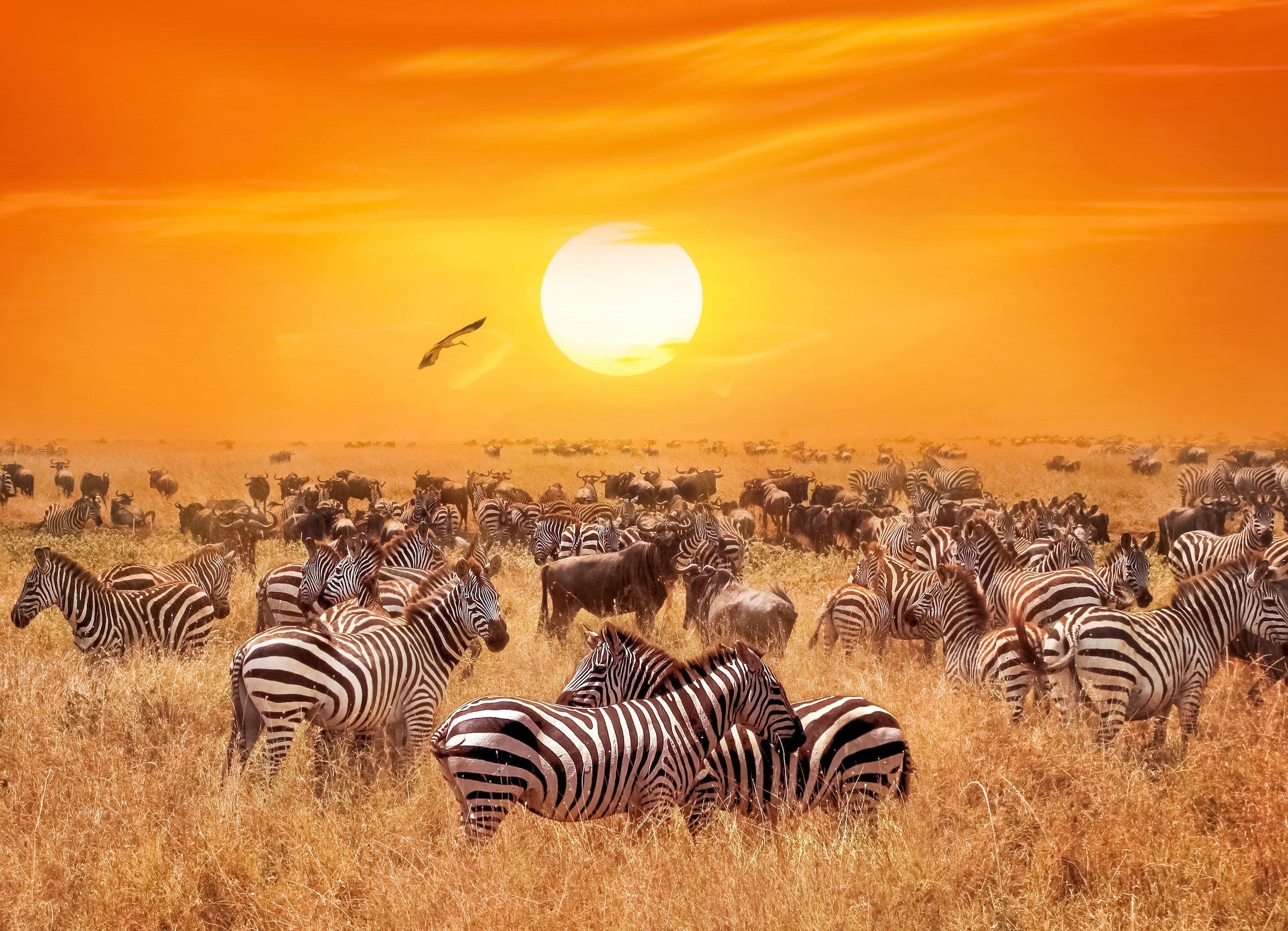 Image of Papermoon Fototapete "African Antelopes and Zebras" glatt