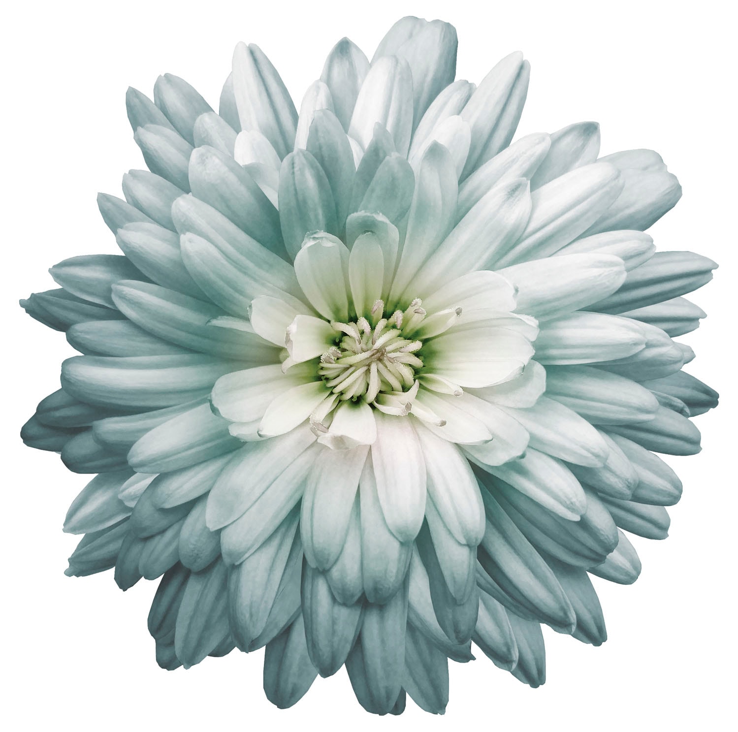 Image of queence Wandtattoo "Luna" Wandbild, Sticker, Blume, Blüte, selbstklebend