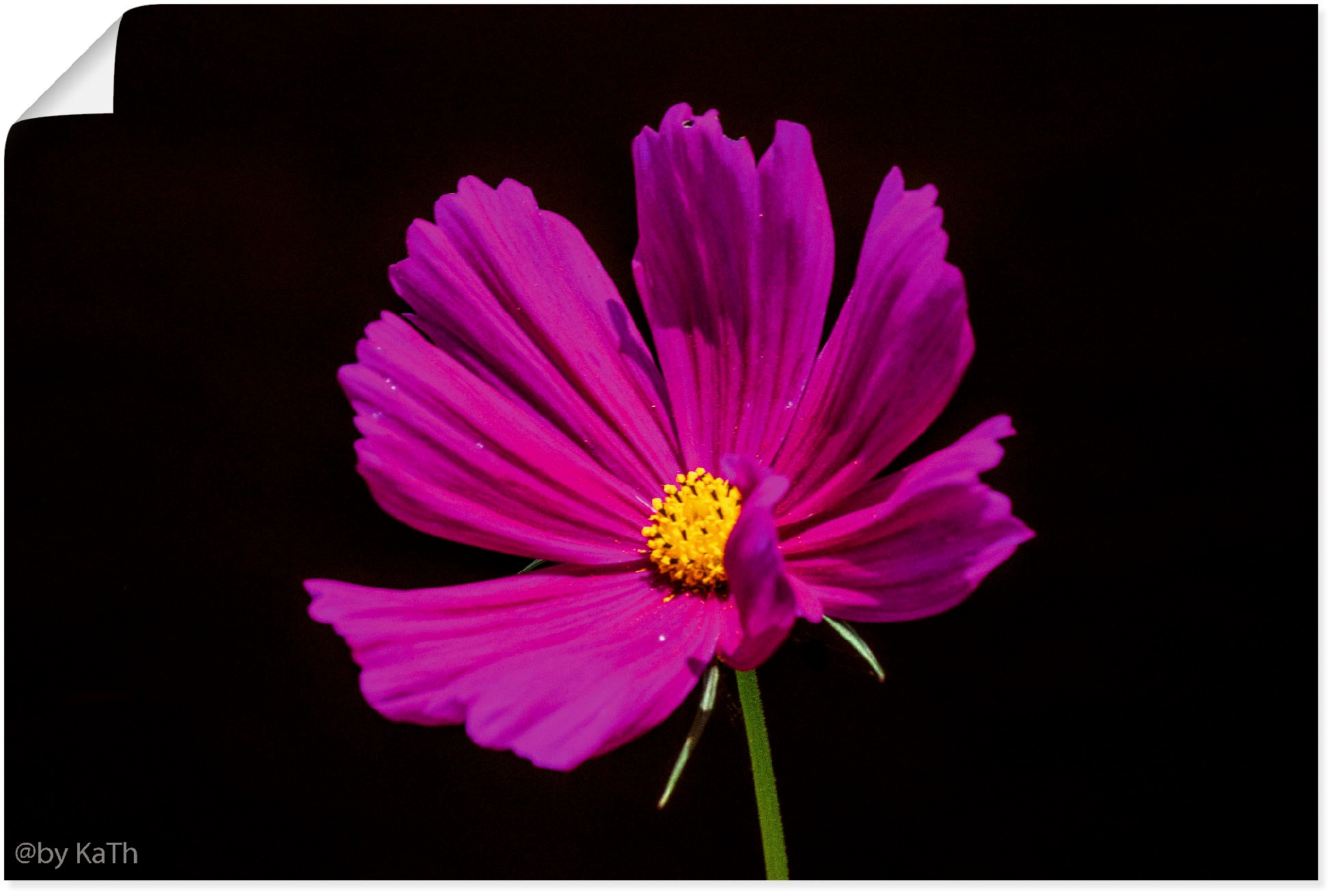 Image of Artland Wandbild »Pink Lady«, Blumenbilder, (1 St.), in vielen Grössen & Produktarten - Alubild / Outdoorbild für den Aussenbereich, Leinwandbild, Poster, Wandaufkleber / Wandtattoo auch für Badezimmer geeignet bei Ackermann Versand Schweiz