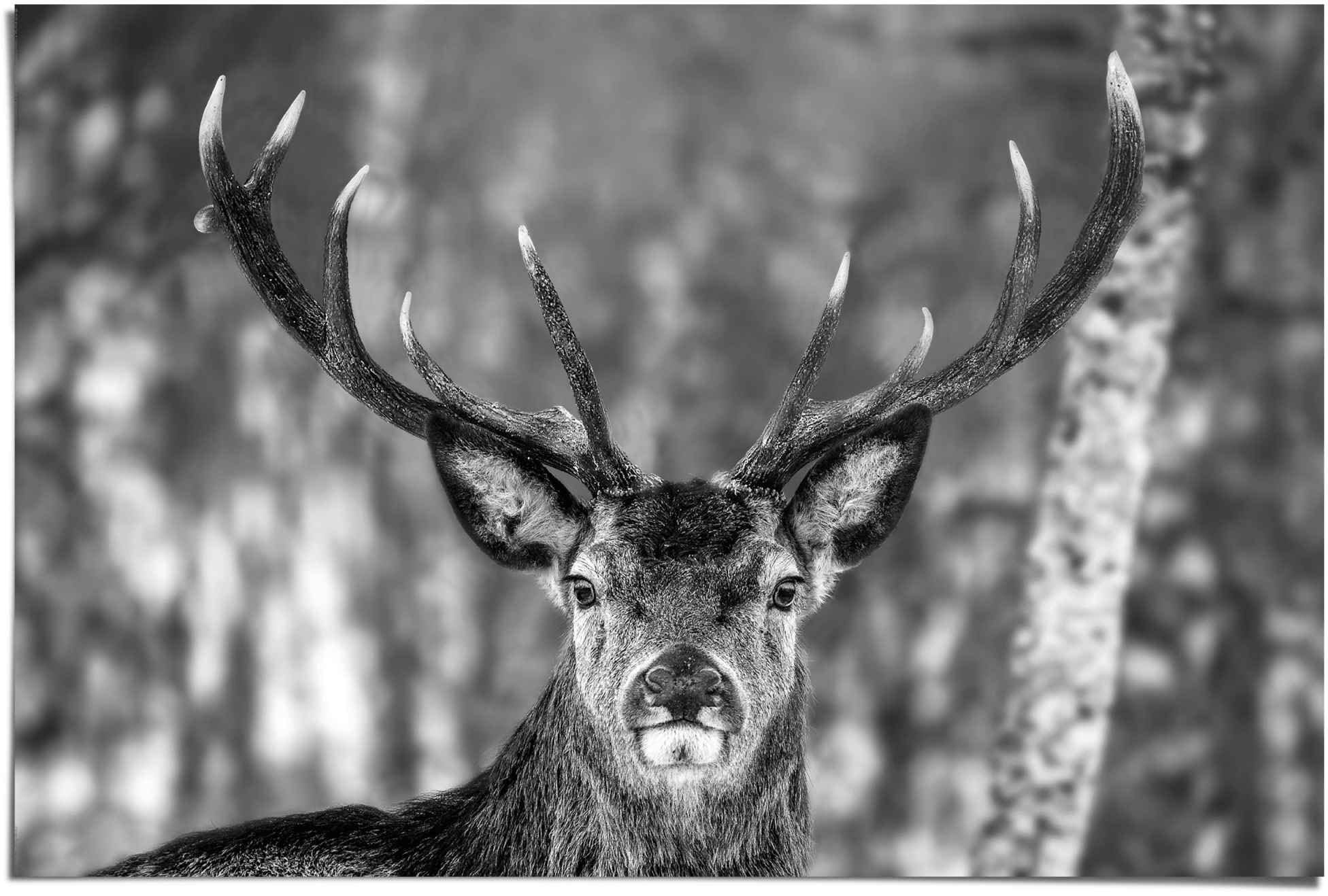 Image of Reinders Poster "Hirsch im Winter" 1 Stk. tlg.