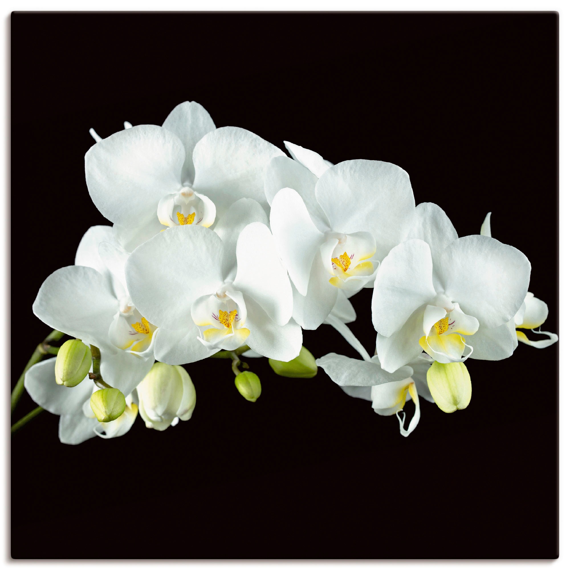 Image of Artland Leinwandbild "Weisse Orchidee auf schwarzem Hintergrund" Blumen 1 Stk. tlg. auf Holzrahmen gespannt