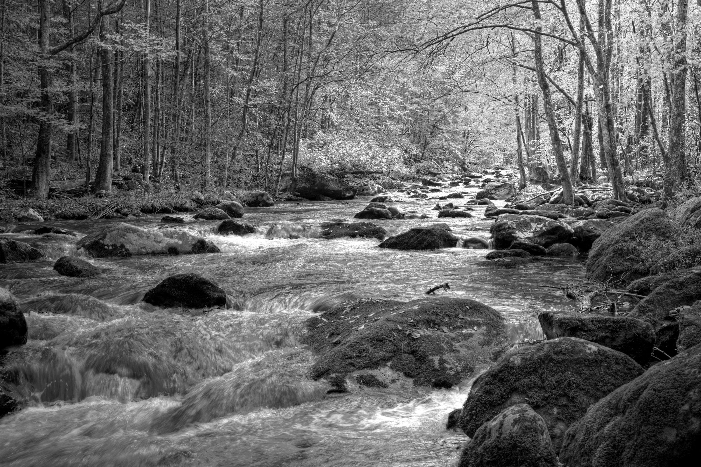 Image of Papermoon Fototapete "Fluss im Wald Schwarz & Weiss"