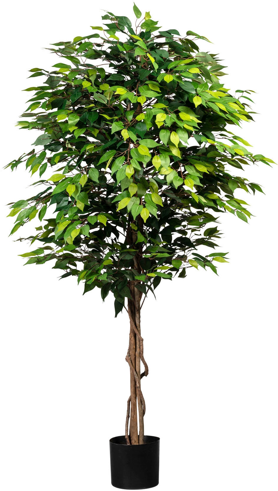 »Ficus Benjamini« kaufen Kunstbaum günstig Creativ green