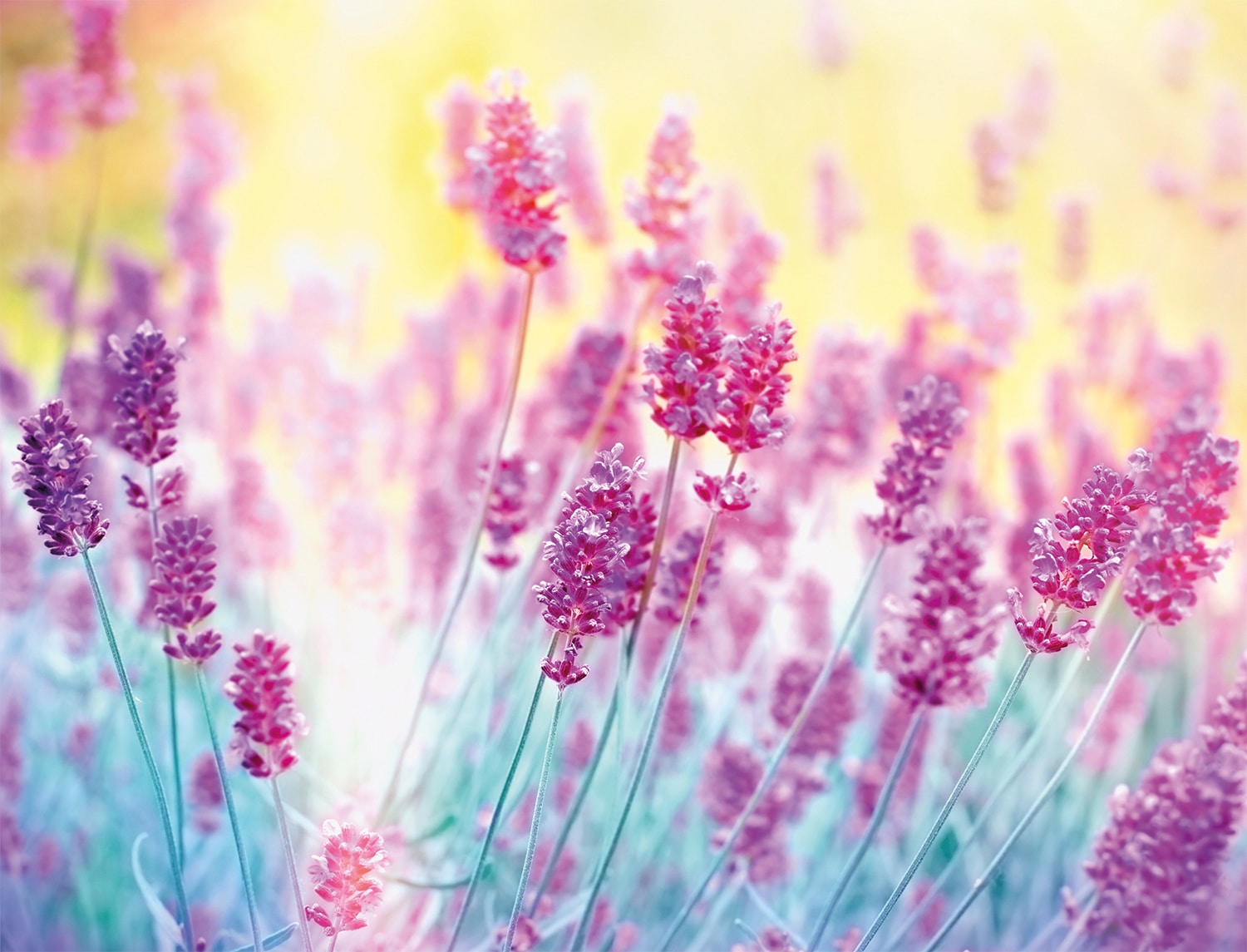 Image of Papermoon Fototapete "Lavender Flower" glatt