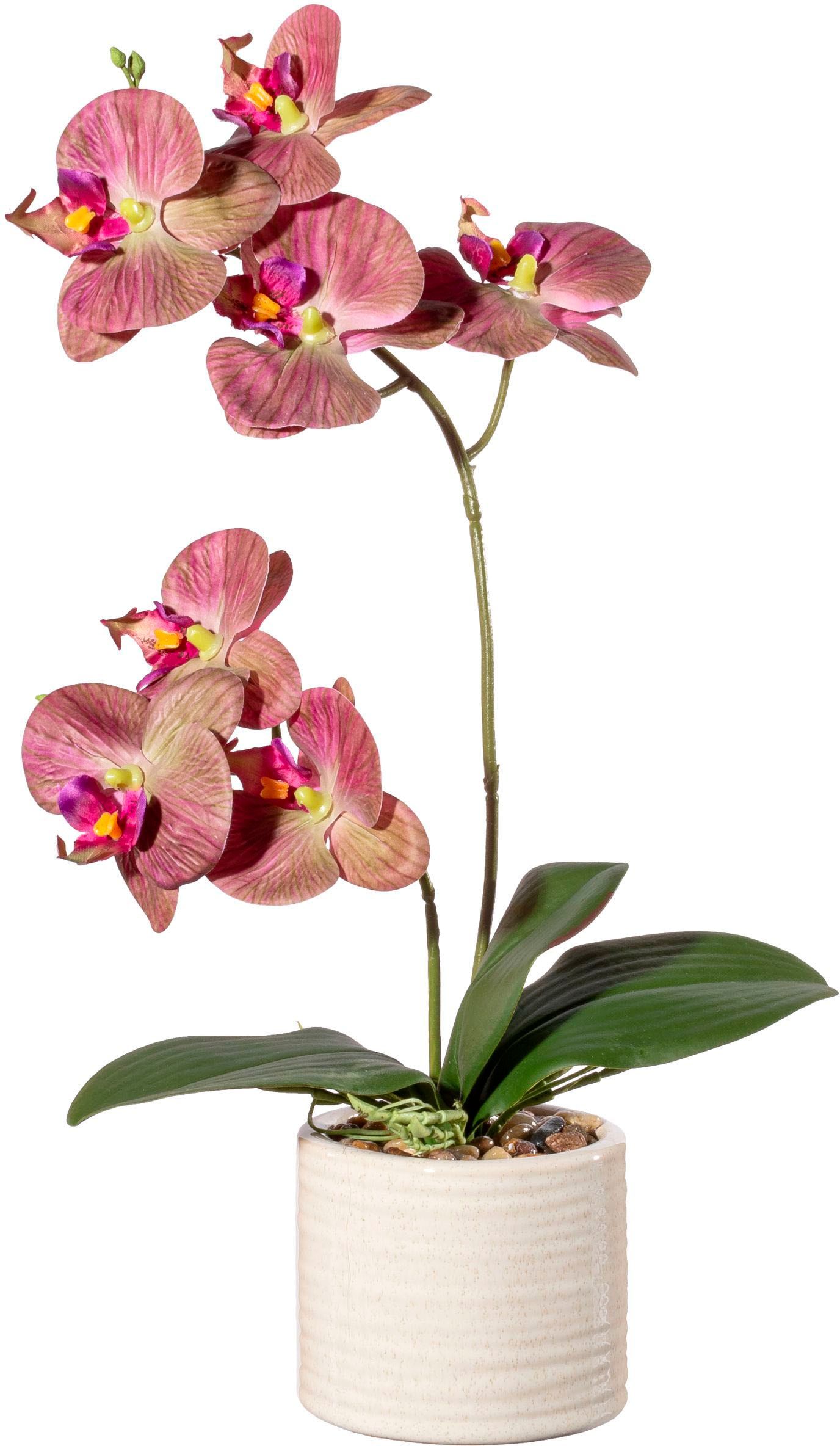 in Real-Touch-Blüten Kunstorchidee green »Orchidee Phalaenopsis Keramiktopf«, Creativ maintenant mit