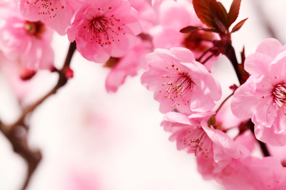 Image of Papermoon Fototapete "Peach Blossom" glatt