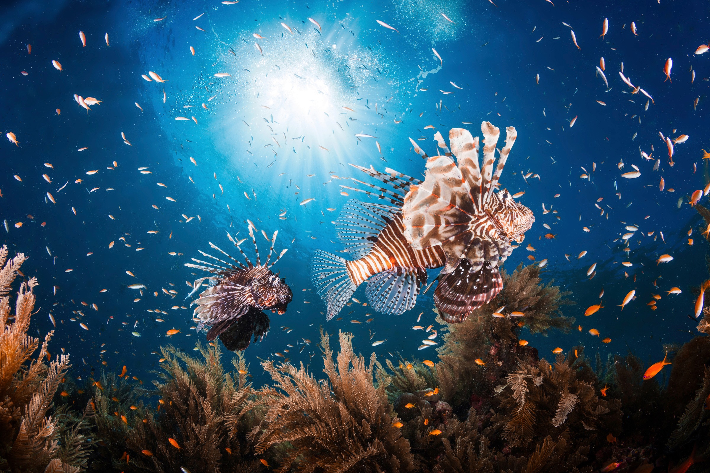 Image of Papermoon Fototapete »Photo-Art BARATHIEU GABRIEL, LIONFISH«, Vliestapete, hochwertiger Digitaldruck, inklusive Kleister bei Ackermann Versand Schweiz