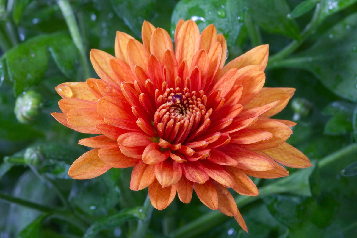 Image of Papermoon Fototapete »Blume«, Vliestapete, hochwertiger Digitaldruck, inklusive Kleister bei Ackermann Versand Schweiz