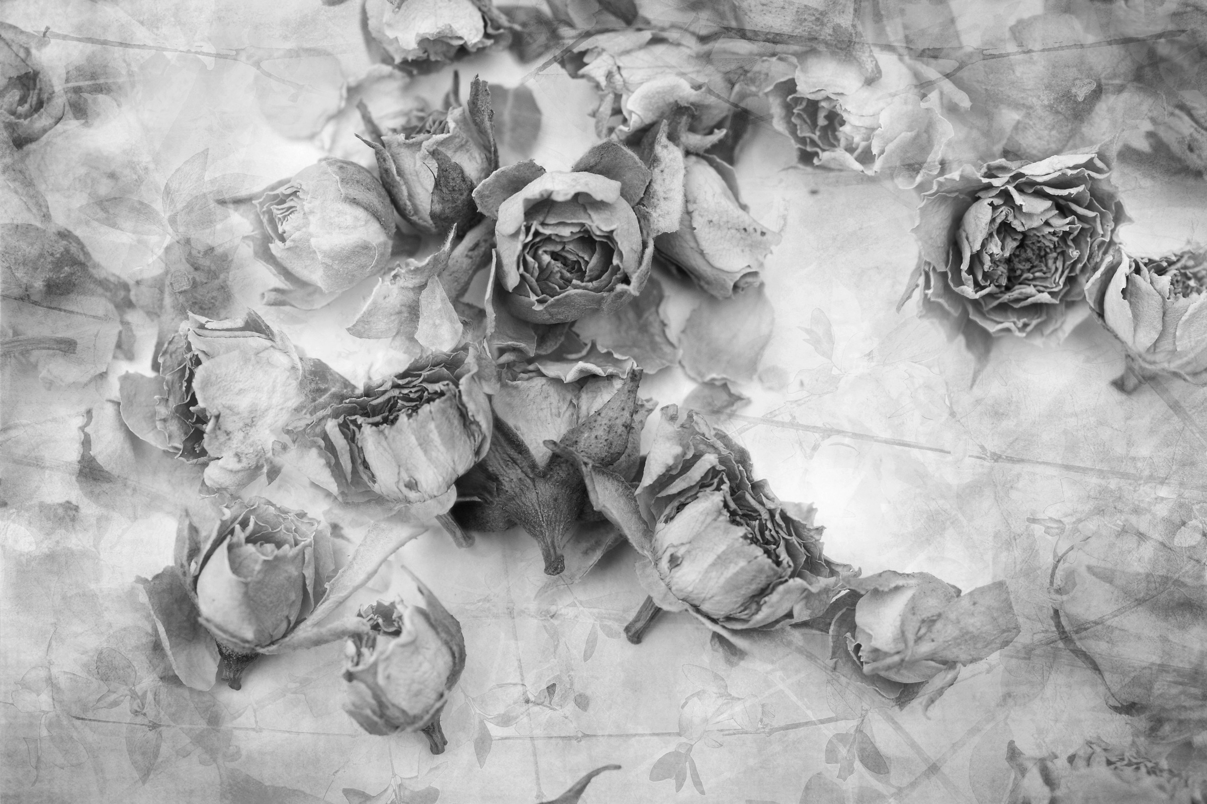 Image of Papermoon Fototapete »Rosen Schwarz & Weiss«, Vliestapete, hochwertiger Digitaldruck, inklusive Kleister bei Ackermann Versand Schweiz
