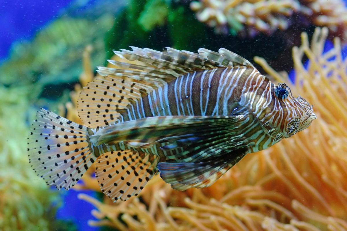 Image of Papermoon Fototapete »Fisch«, Vliestapete, hochwertiger Digitaldruck, inklusive Kleister bei Ackermann Versand Schweiz