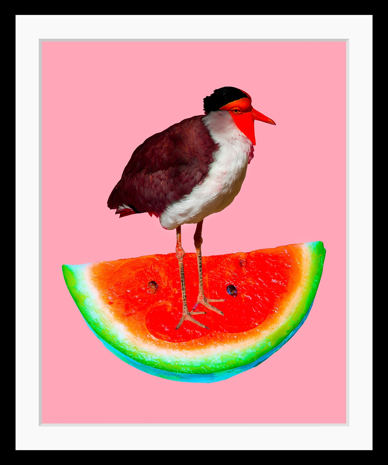 Image of queence Bild "Josi" Kunst Lebensmittel Obst Obst Bilder Vogelbilder Vögel Wassermelone HD Premium Poster-Druck inkl. Holzrahmen