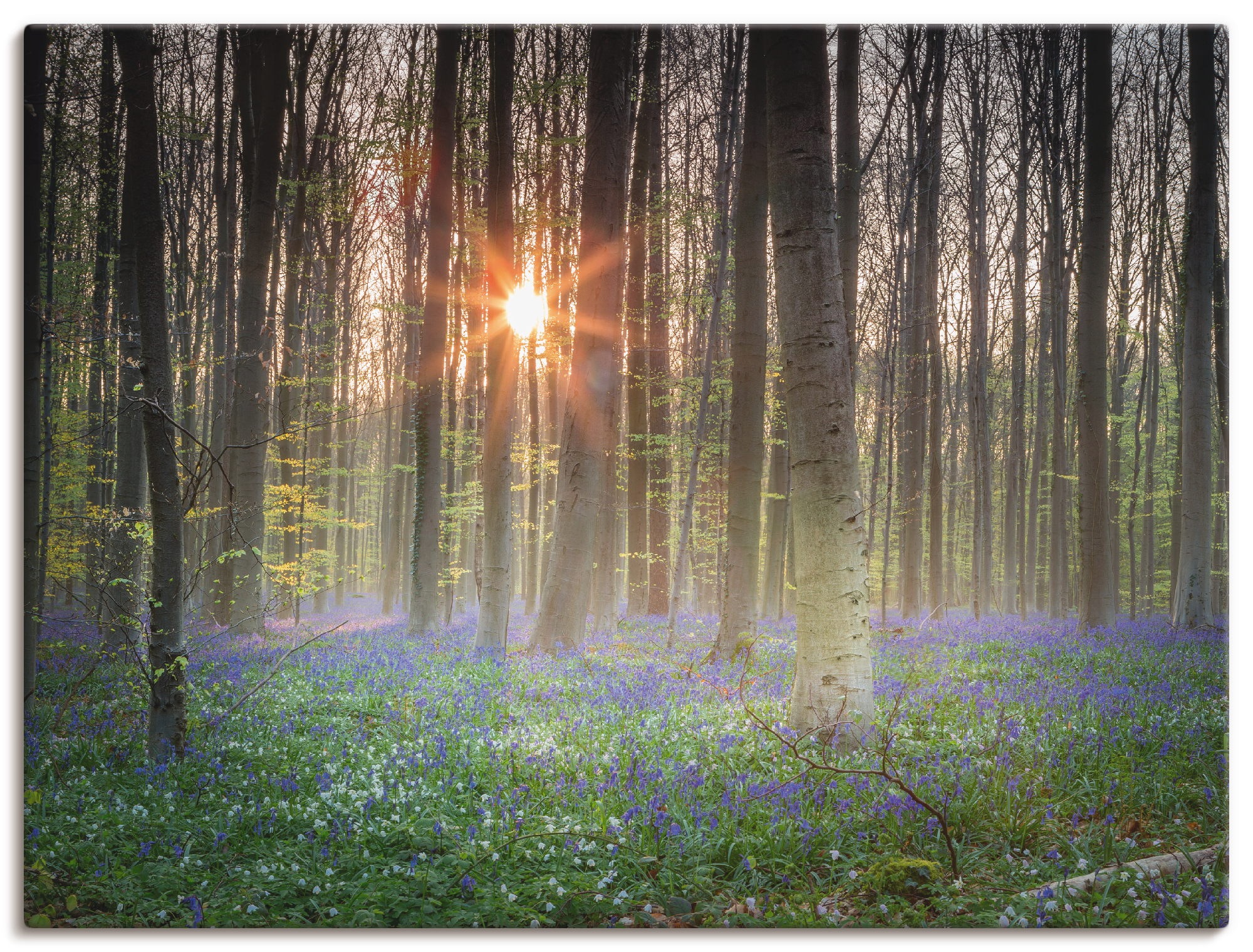 Image of Artland Wandbild »Sonnenaufgang«, Wald, (1 St.), in vielen Grössen & Produktarten - Alubild / Outdoorbild für den Aussenbereich, Leinwandbild, Poster, Wandaufkleber / Wandtattoo auch für Badezimmer geeignet bei Ackermann Versand Schweiz