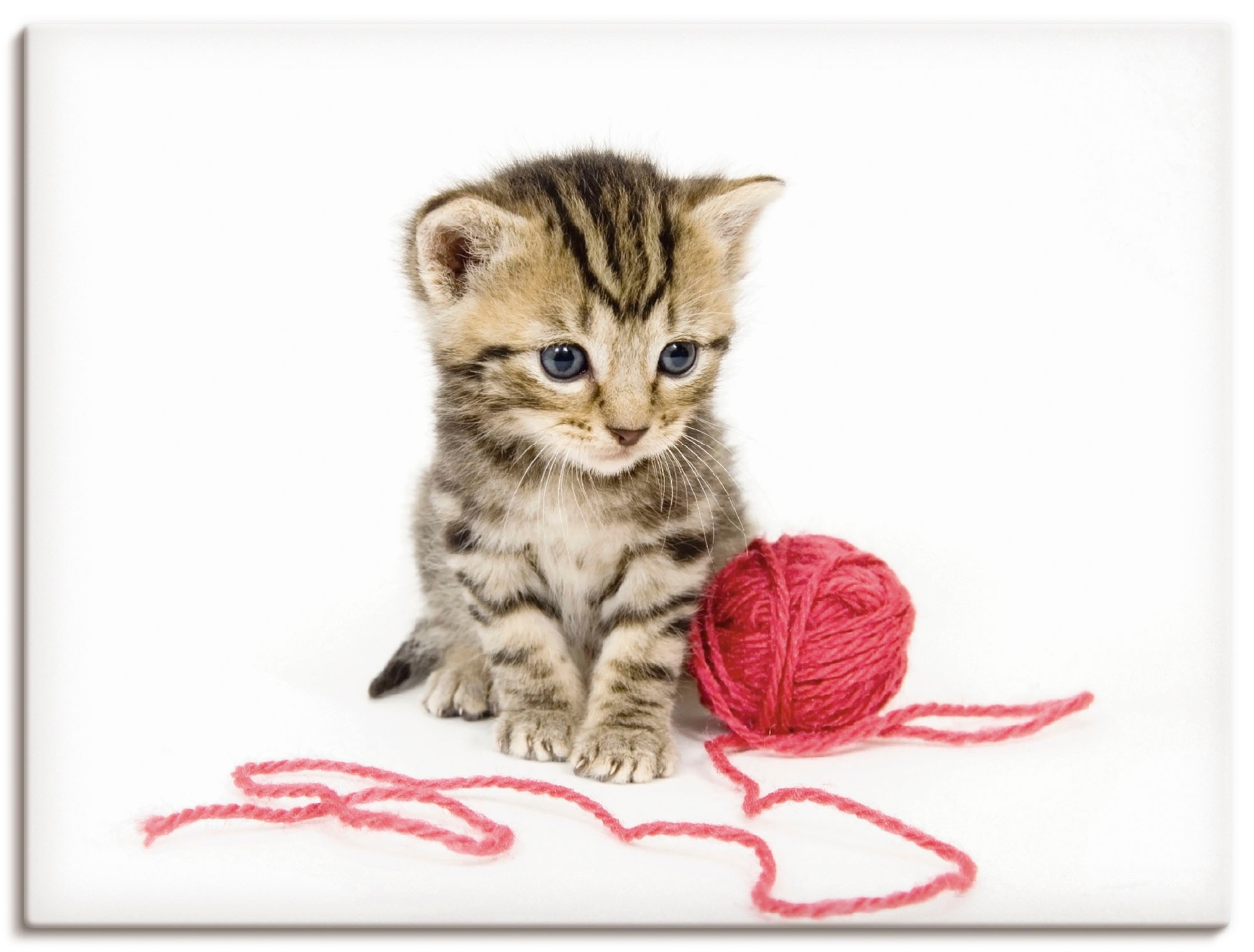 Image of Artland Wandbild »Kätzchen mit rotem Garnball«, Haustiere, (1 St.), in vielen Grössen & Produktarten - Alubild / Outdoorbild für den Aussenbereich, Leinwandbild, Poster, Wandaufkleber / Wandtattoo auch für Badezimmer geeignet bei Ackermann Versand Schweiz