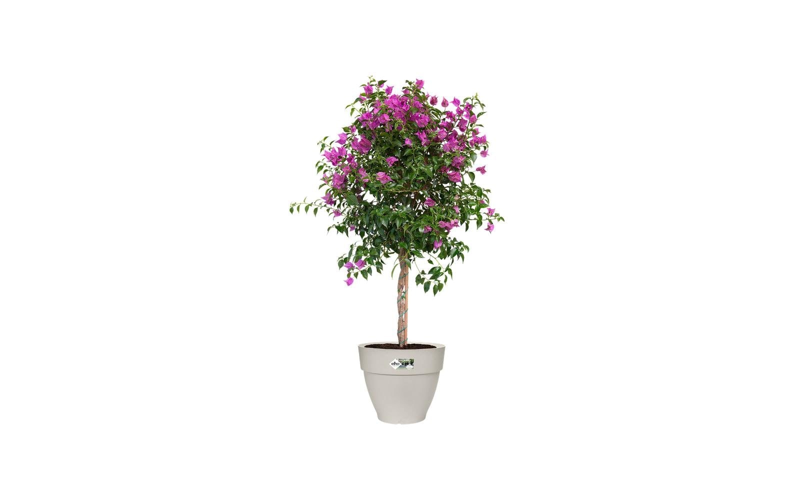 Elho Pot de fleurs »Vibia Campana Rund«