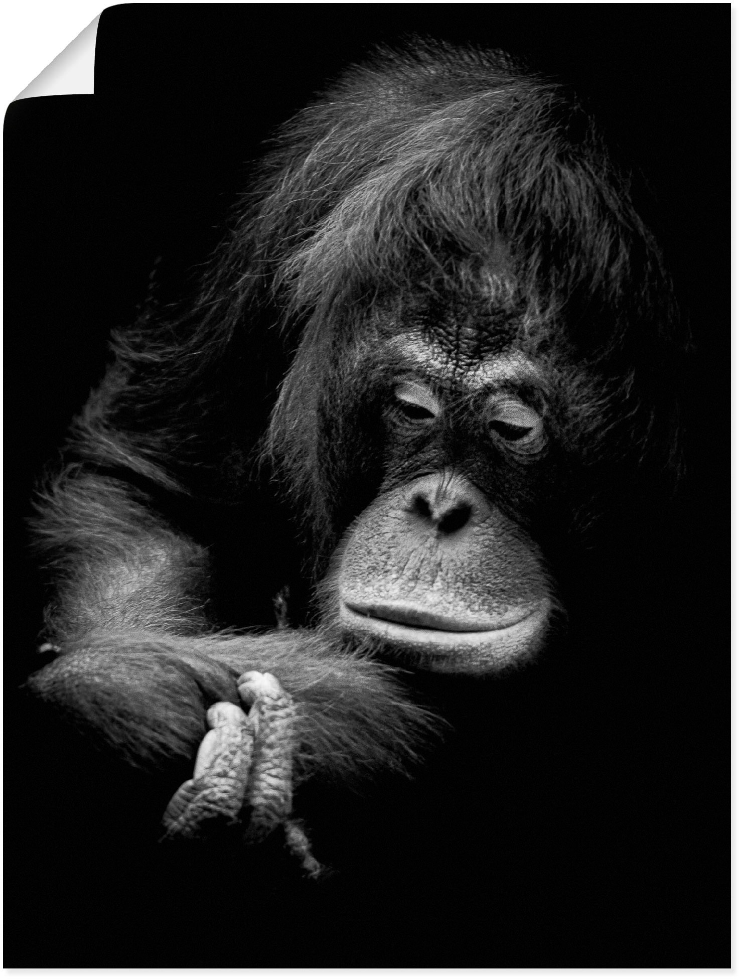 Image of Artland Poster "Der nachdenkliche Orang Utan" Affenbilder 1 Stk. tlg. ohne Rahmen