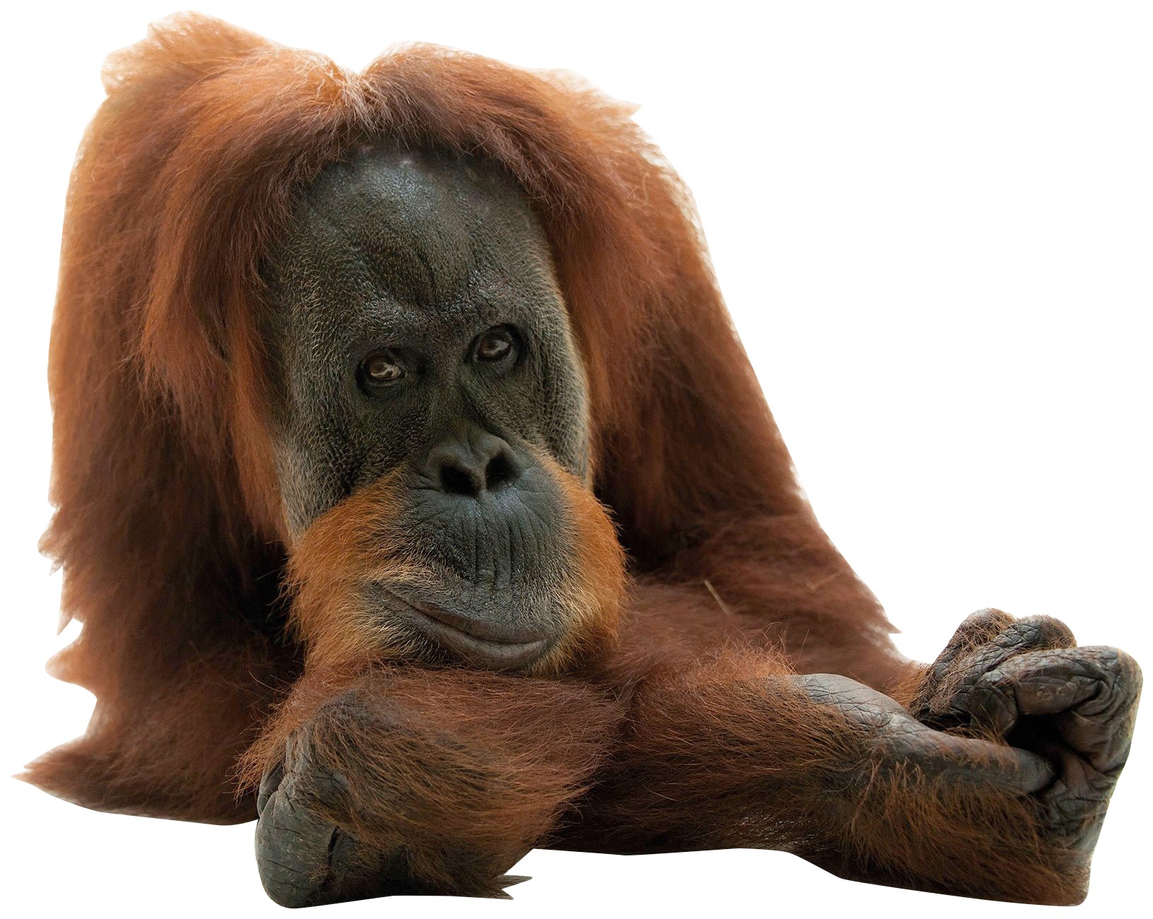 Image of Komar Vliestapete »Oran Uthan«, bedruckt-realistisch, 300 x 280 cm (Breite x Höhe) - 6 Bahnen bei Ackermann Versand Schweiz