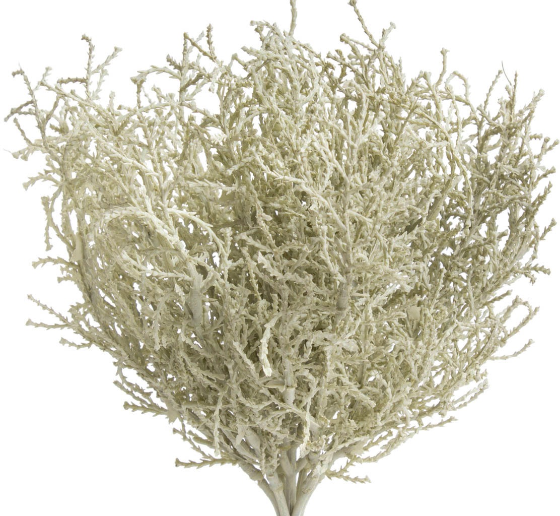 Image of Botanic-Haus Kunstzweig »Calocephalus (Silberfarbenkörbchen)«, (1 St.) bei Ackermann Versand Schweiz