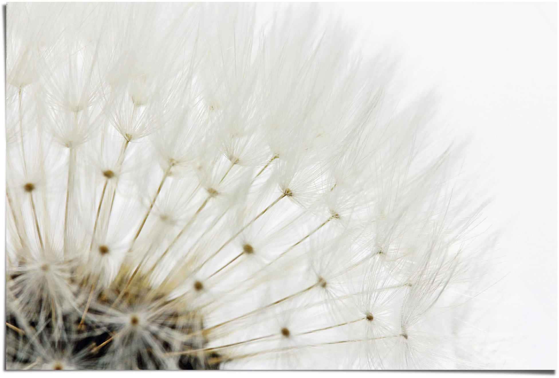Image of Reinders Poster "Pusteblume Weiss" 1 Stk. tlg.