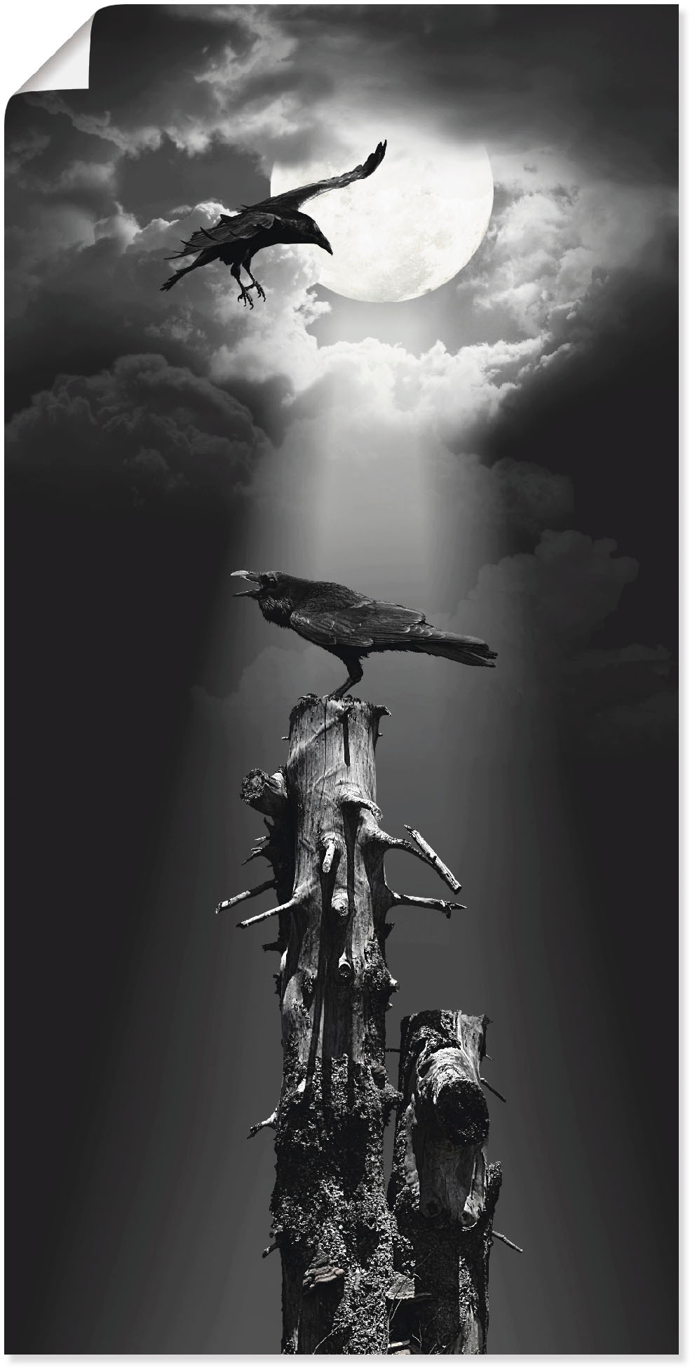 Artland Wandbild in versch. Poster Nacht«, (1 günstig Grössen Vögel, oder in St.), Wandaufkleber kaufen Leinwandbild, als »Raben der