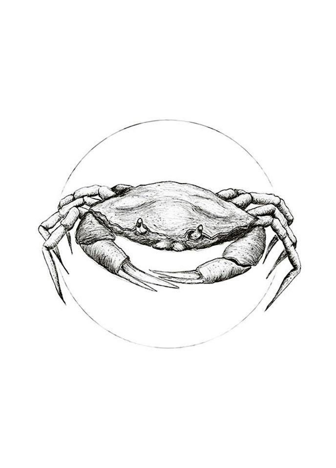 Image of Komar Poster »Crab White«, Tiere, Höhe: 50cm bei Ackermann Versand Schweiz