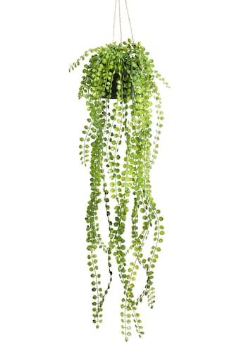 Botanic-Haus Künstliche Zimmerpflanze »Ficus-Pumila-Hängeampel«, (1 St.) kaufen