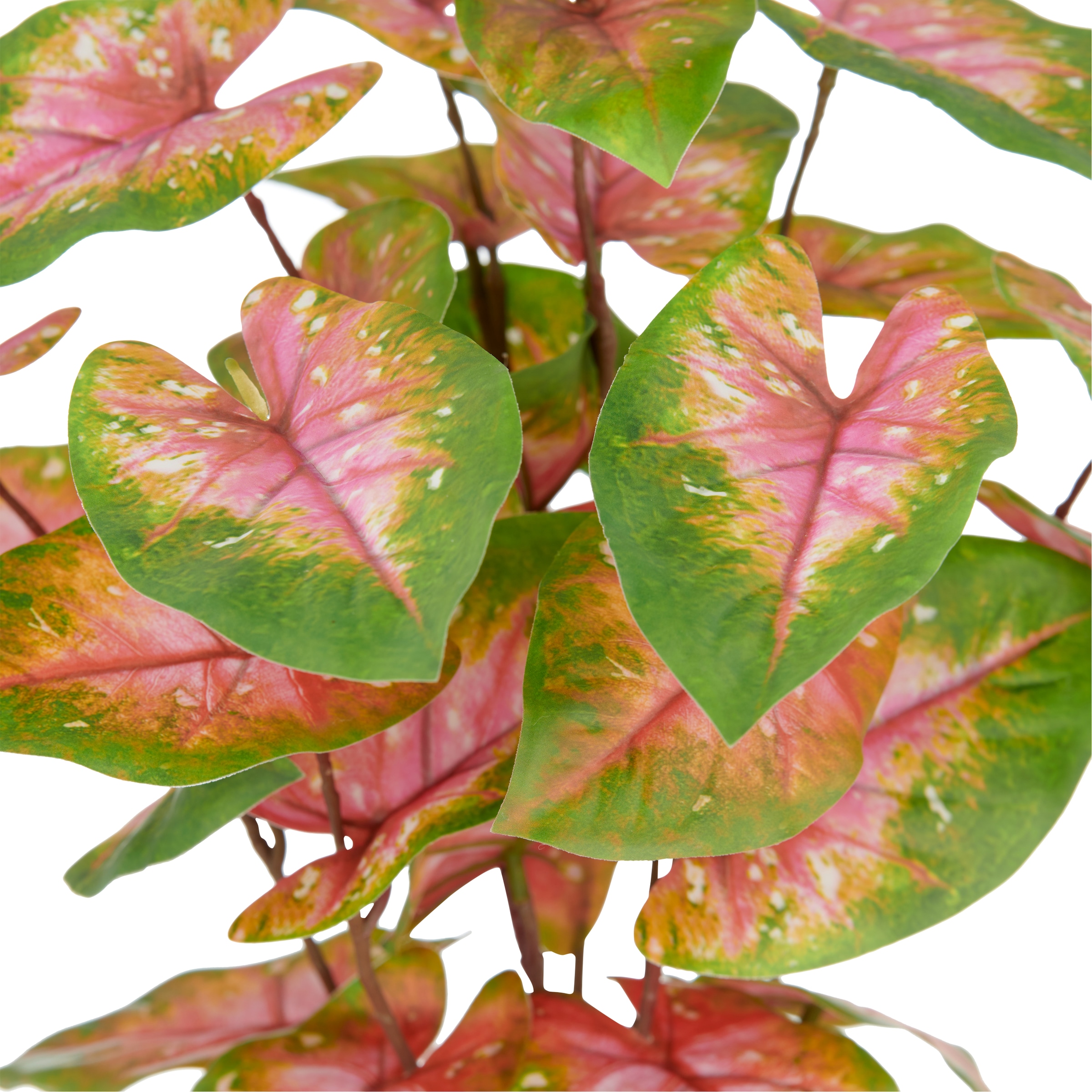 Creativ green Plante artificielle »Caladium« mit aussergewöhnlicher Blattzeichnung