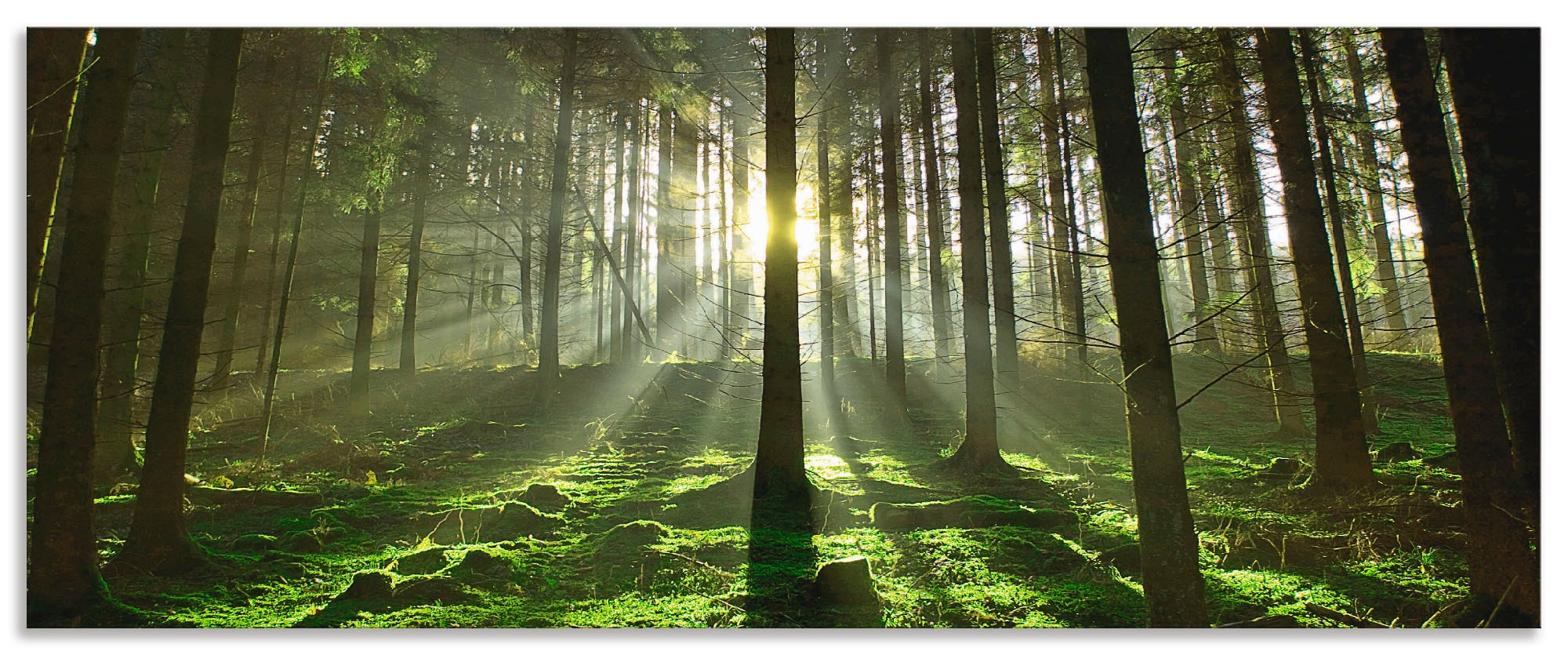 Image of Artland Küchenrückwand »Wald im Gegenlicht«, (1 tlg.), selbstklebend in vielen Grössen - Spritzschutz Küche hinter Herd u. Spüle als Wandschutz vor Fett, Wasser u. Schmutz - Rückwand, Wandverkleidung aus Alu bei Ackermann Versand Schweiz