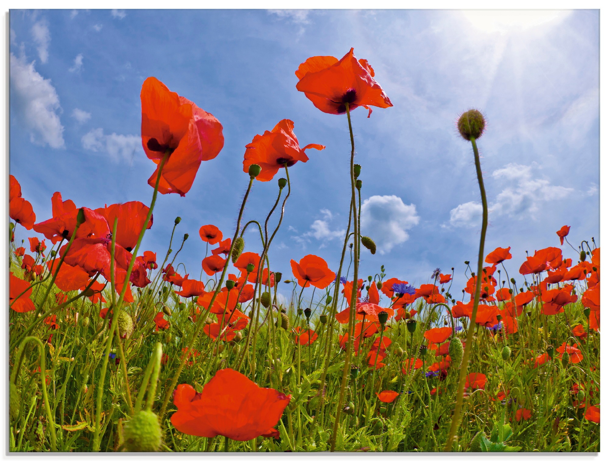 Image of Artland Glasbild »Mohnblumenfeld«, Blumen, (1 St.) bei Ackermann Versand Schweiz