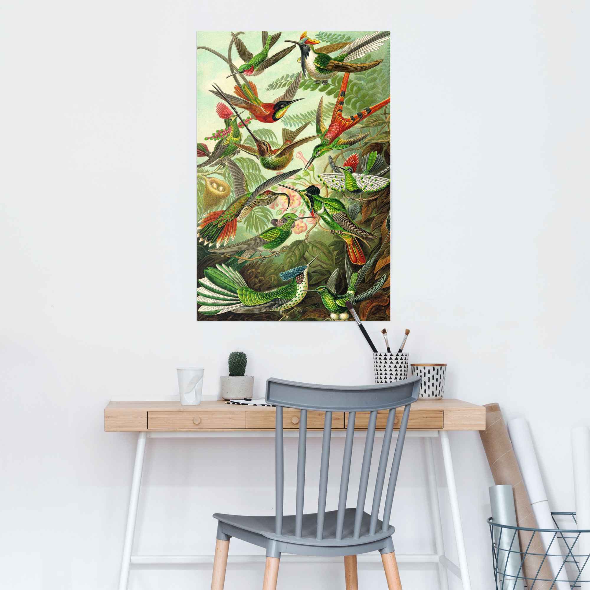 Reinders! Poster »Hummingbirds Vogel - Tiermotiv - Natur - Botanisch - Ernst Haeckel« 1 Stk. tlg.