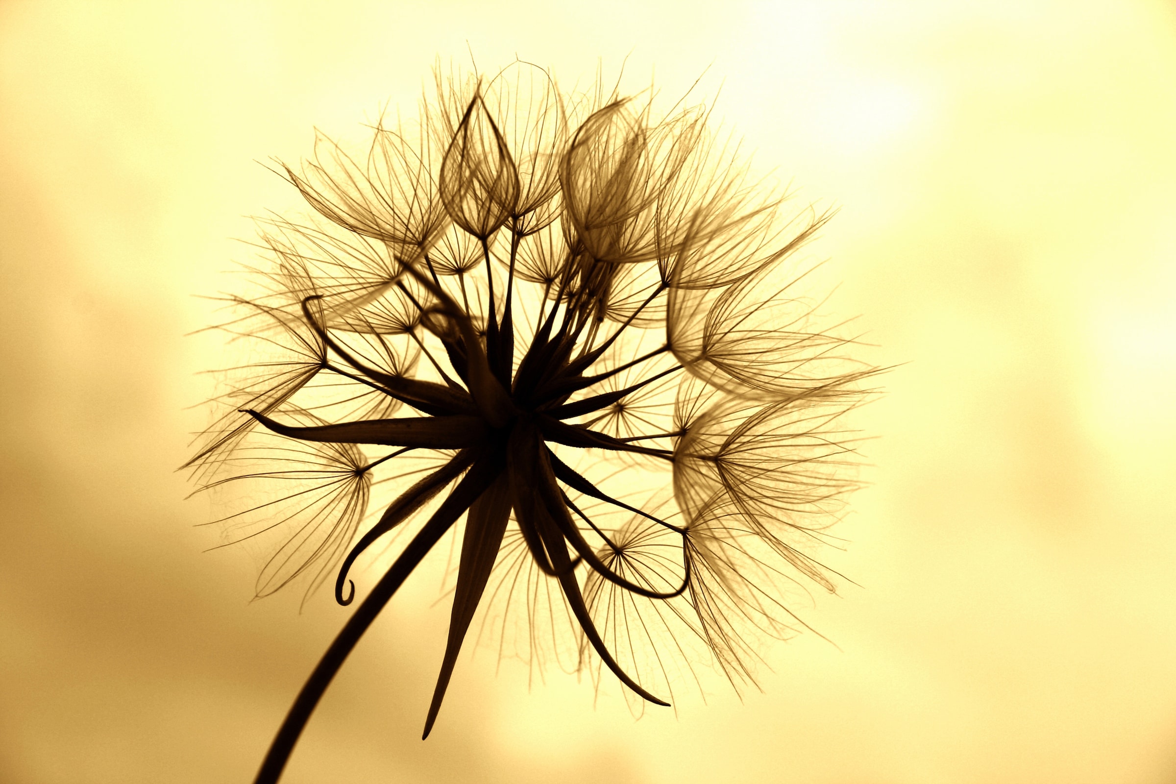 Image of Papermoon Fototapete "PUSTEBLUME-LÖWENZAHN BLUME ABSTRAKT DESIGN MUSTER BLÜTE"