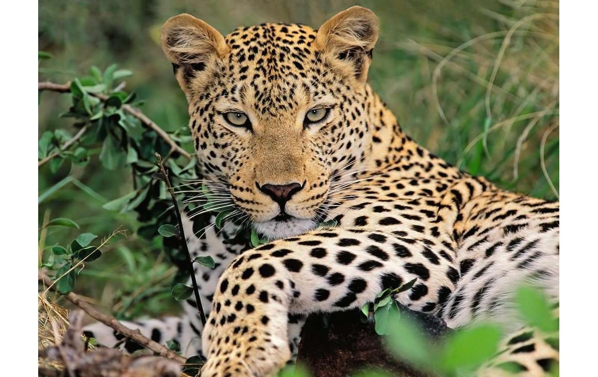 Ravensburger Puzzle »Vio die Leopardin«