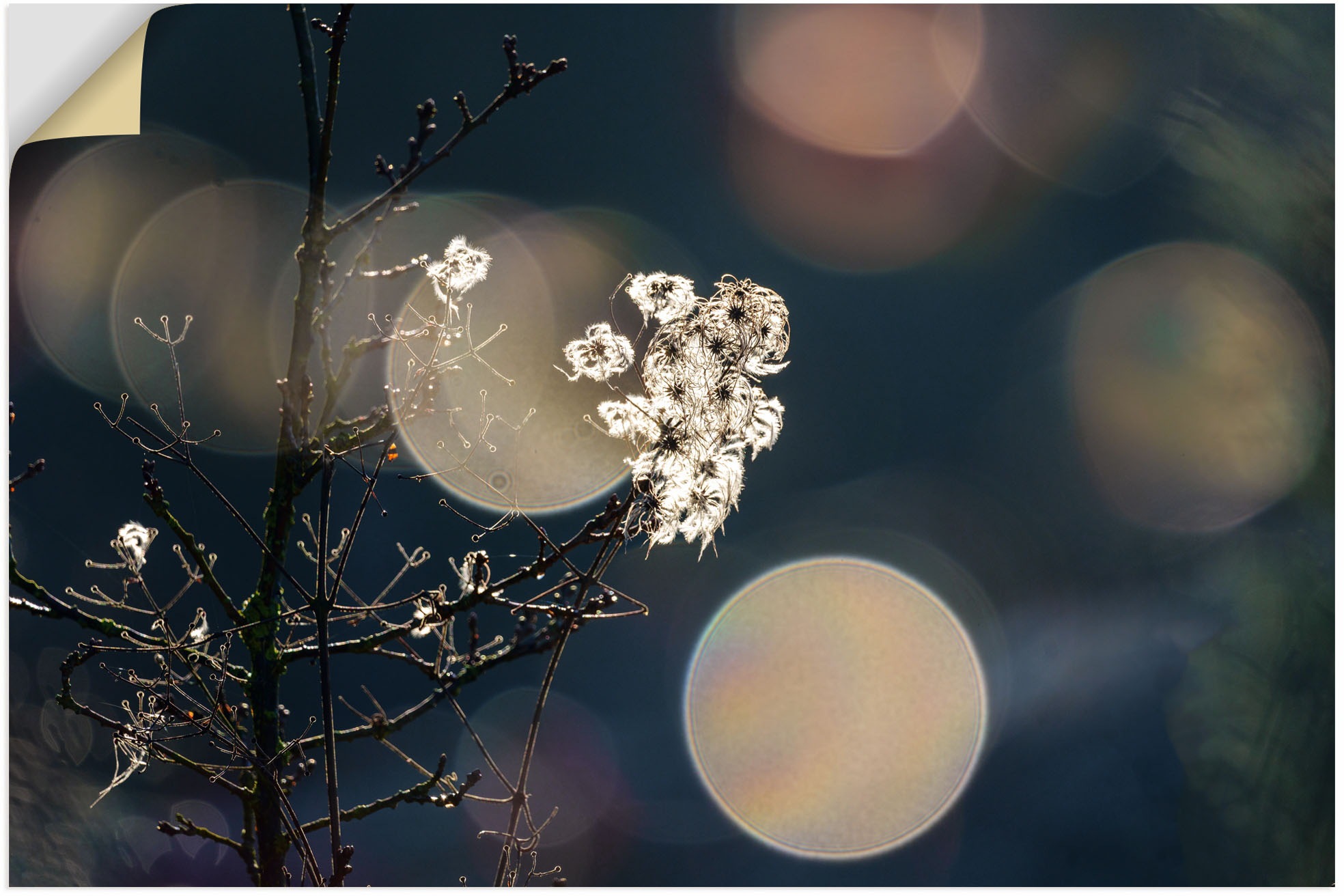 Image of Artland Wandbild »Zauberhaftes Moor«, Blumenbilder, (1 St.), in vielen Grössen & Produktarten - Alubild / Outdoorbild für den Aussenbereich, Leinwandbild, Poster, Wandaufkleber / Wandtattoo auch für Badezimmer geeignet bei Ackermann Versand Schweiz
