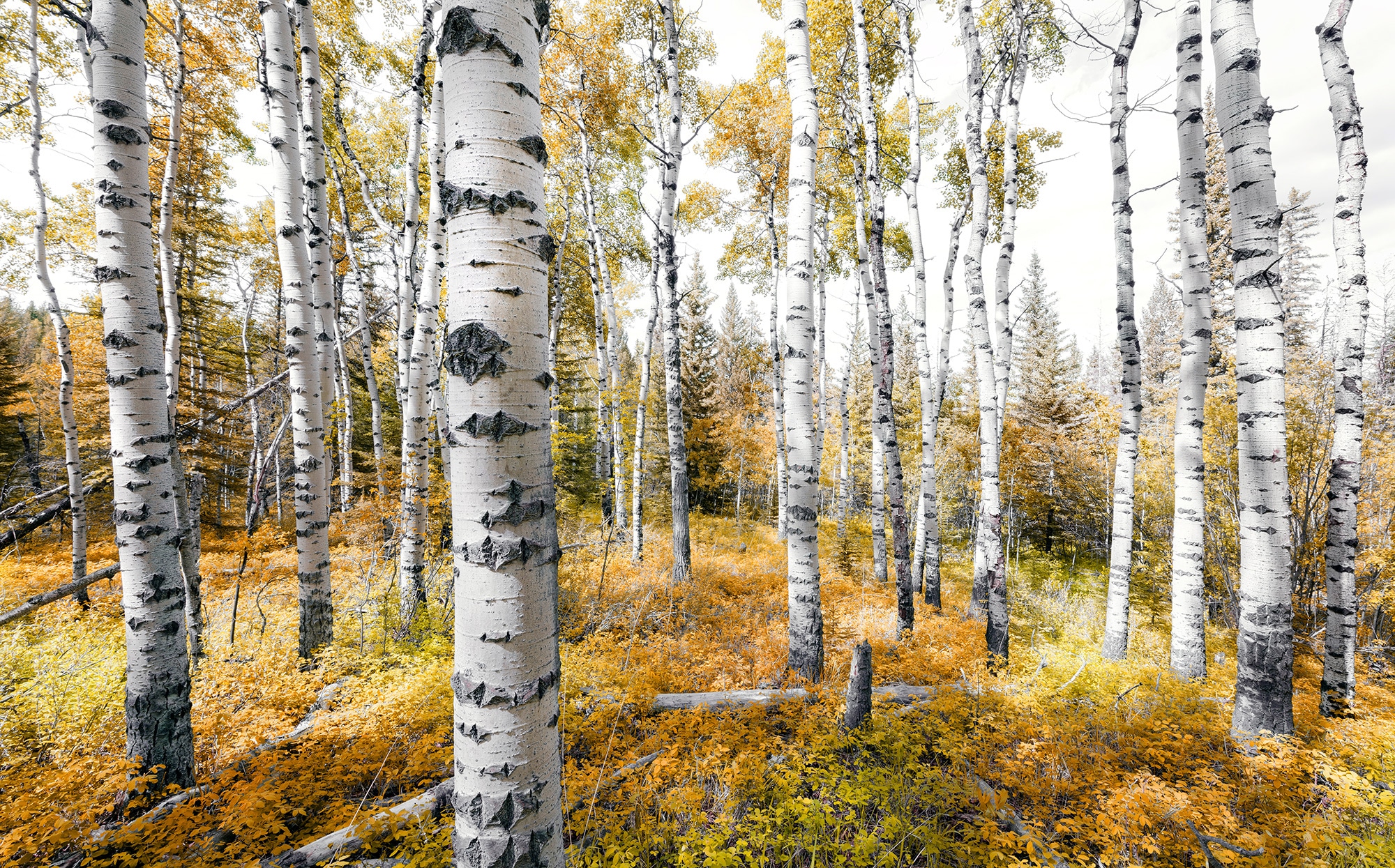 Image of Komar Vliestapete "Digitaldruck Vlies - Colorful Aspenwoods - Grösse 450 x 280 cm" bedruckt glatt Wohnzimmer, Schlafzimmer