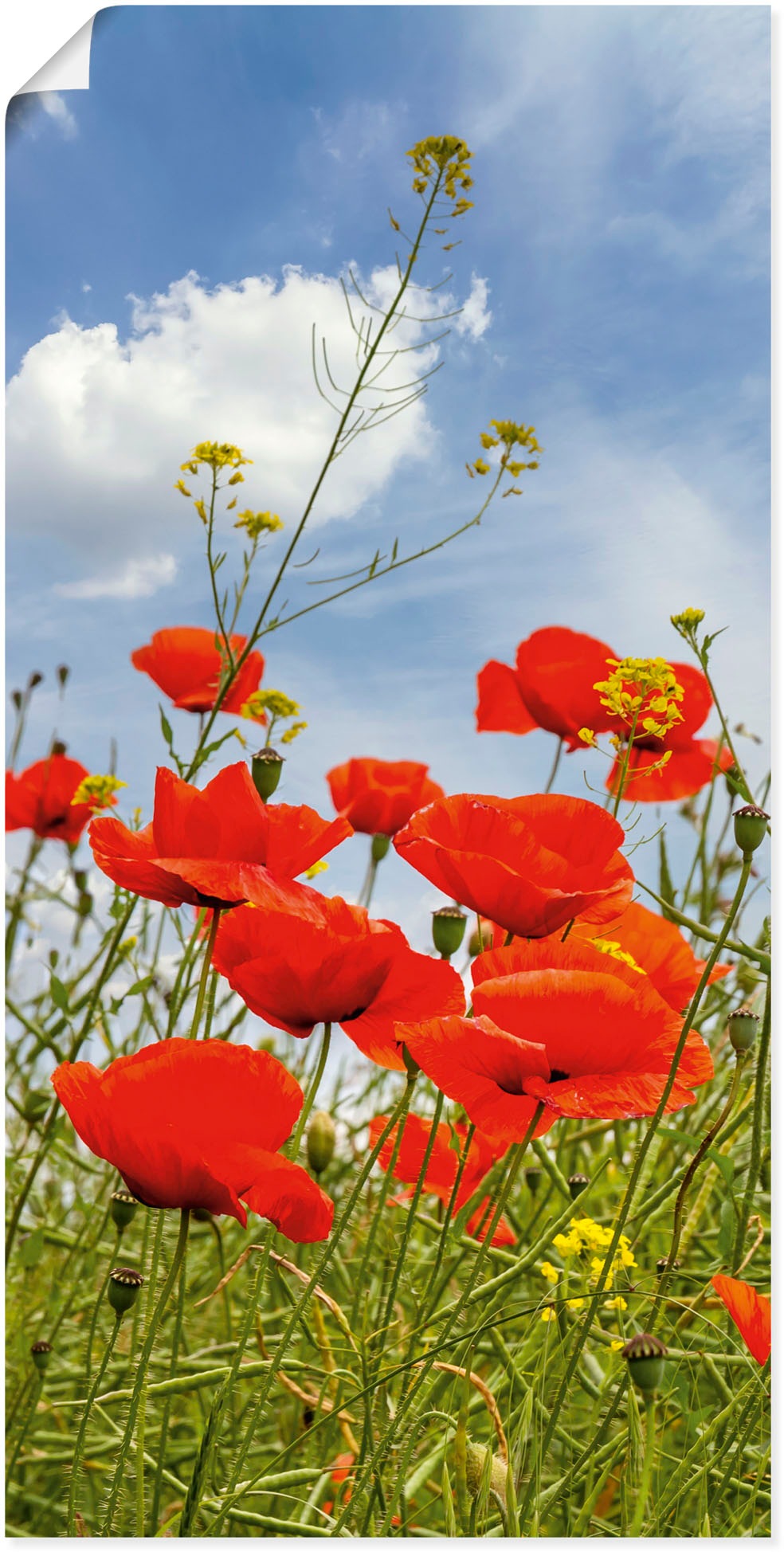 Image of Artland Wandbild »Mohnblumen im Panorama«, Blumenbilder, (1 St.), in vielen Grössen & Produktarten - Alubild / Outdoorbild für den Aussenbereich, Leinwandbild, Poster, Wandaufkleber / Wandtattoo auch für Badezimmer geeignet bei Ackermann Versand Schweiz