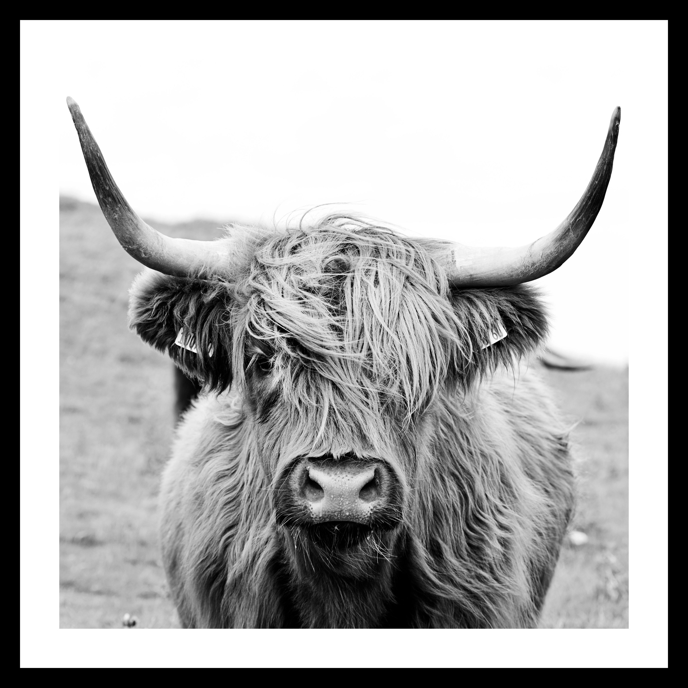 Image of Spiegelprofi GmbH Bild »Tierkopf«, hochwertiger Kunstdruck, Rahmen schwarz bei Ackermann Versand Schweiz