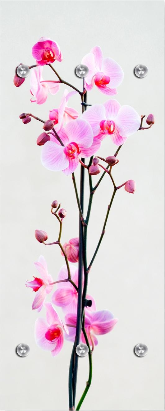 Image of queence Garderobenleiste »Orchidee«, mit 6 Haken, 50 x 120 cm bei Ackermann Versand Schweiz