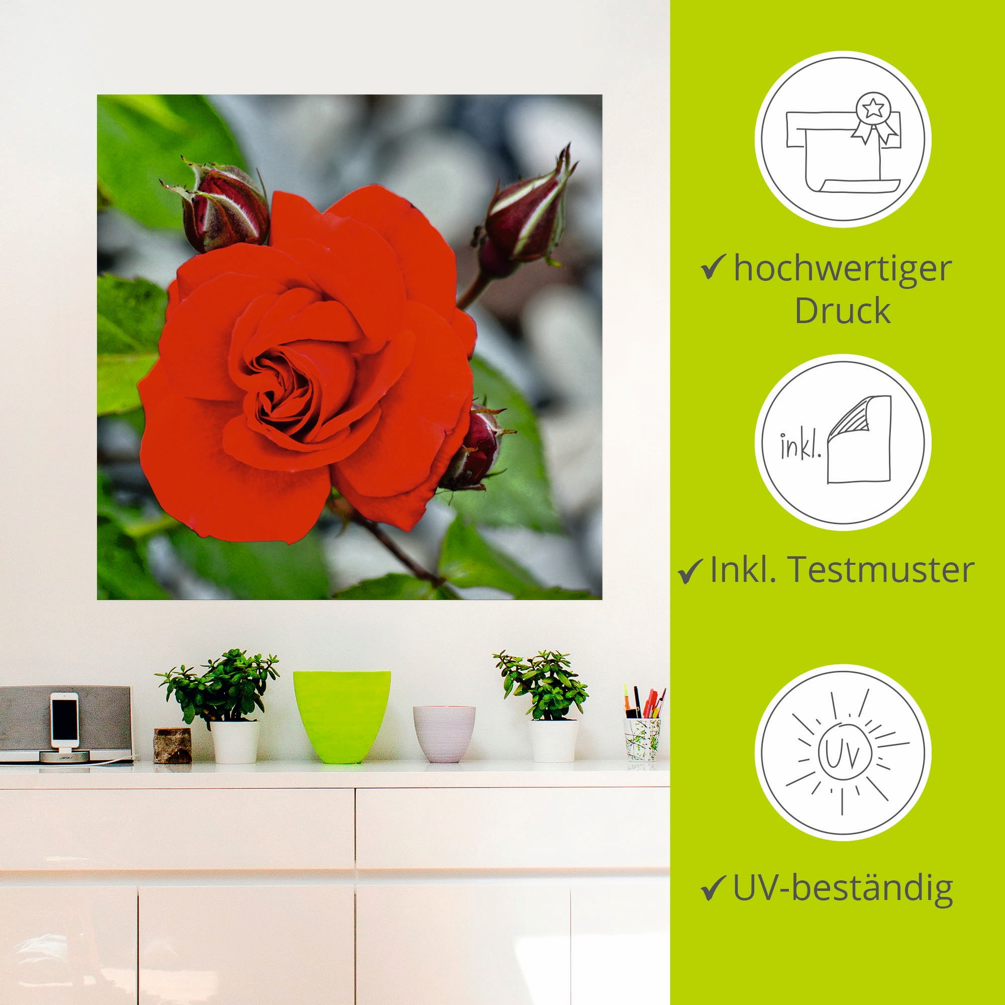 Artland Wandbild »Rote Rosenblüte mit Knospen«, Blumen, (1 St.), als Leinwandbild, Wandaufkleber in verschied. Grössen