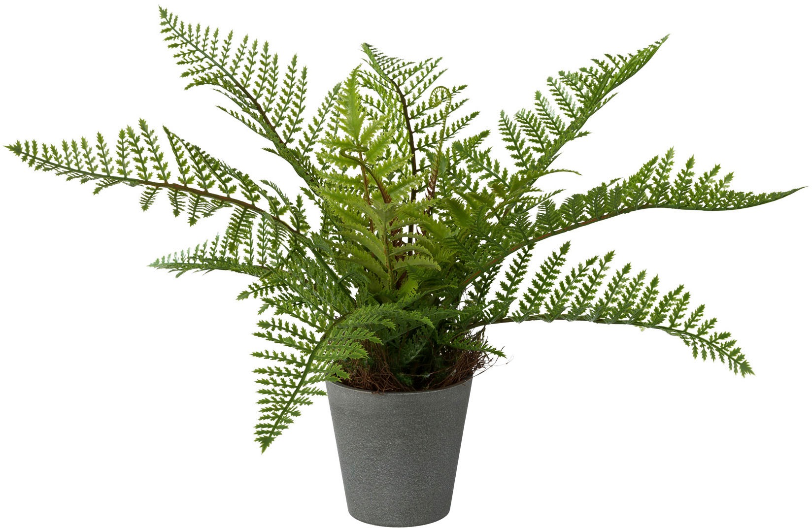 Image of Creativ green Kunstpflanze »Farn«, (1 St.), im Paperpot bei Ackermann Versand Schweiz