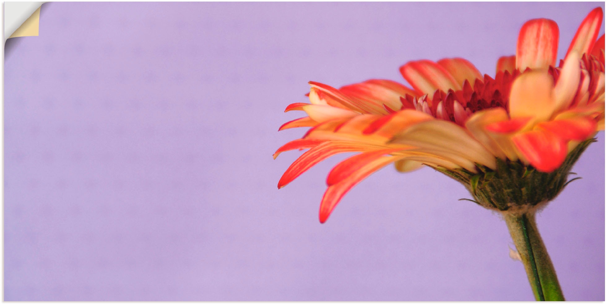 Image of Artland Wandbild »Blume«, Blumen, (1 St.), in vielen Grössen & Produktarten -Leinwandbild, Poster, Wandaufkleber / Wandtattoo auch für Badezimmer geeignet bei Ackermann Versand Schweiz