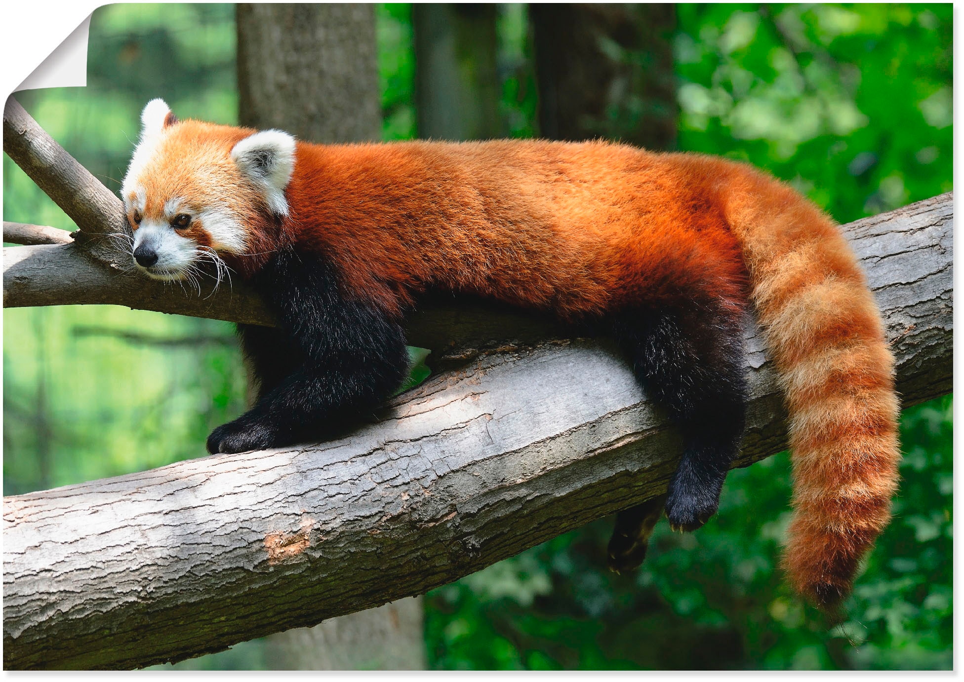 Artland Wandbild Grössen Wandaufkleber Alubild, Panda«, St.), Poster »Roter Wildtiere, in versch. confortablement acheter (1 oder Leinwandbild, als
