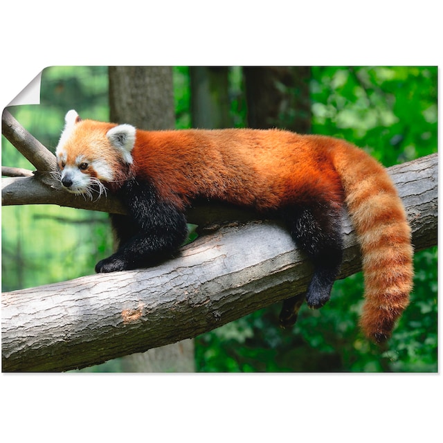 Grössen oder »Roter Panda«, Leinwandbild, acheter Poster in Wildtiere, Wandaufkleber (1 confortablement Wandbild Alubild, Artland St.), als versch.