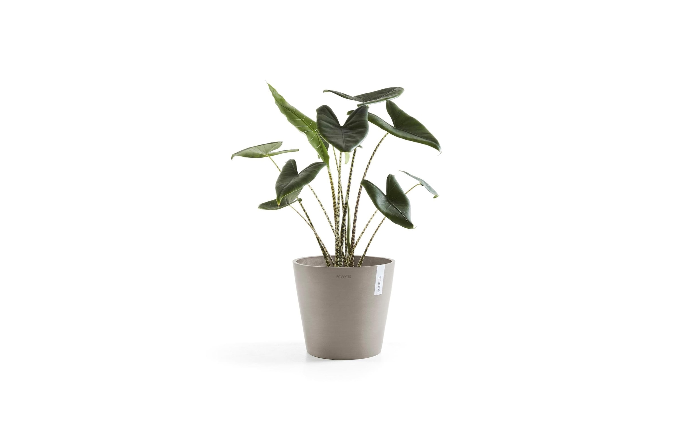 ECOPOTS Pflanzkübel »Amsterdam 40«, (1 St.)