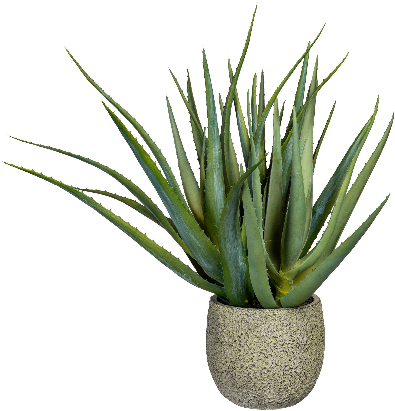 Creativ Künstliche green Zimmerpflanze »Deko-Sukkulente Aloe« kaufen bequem