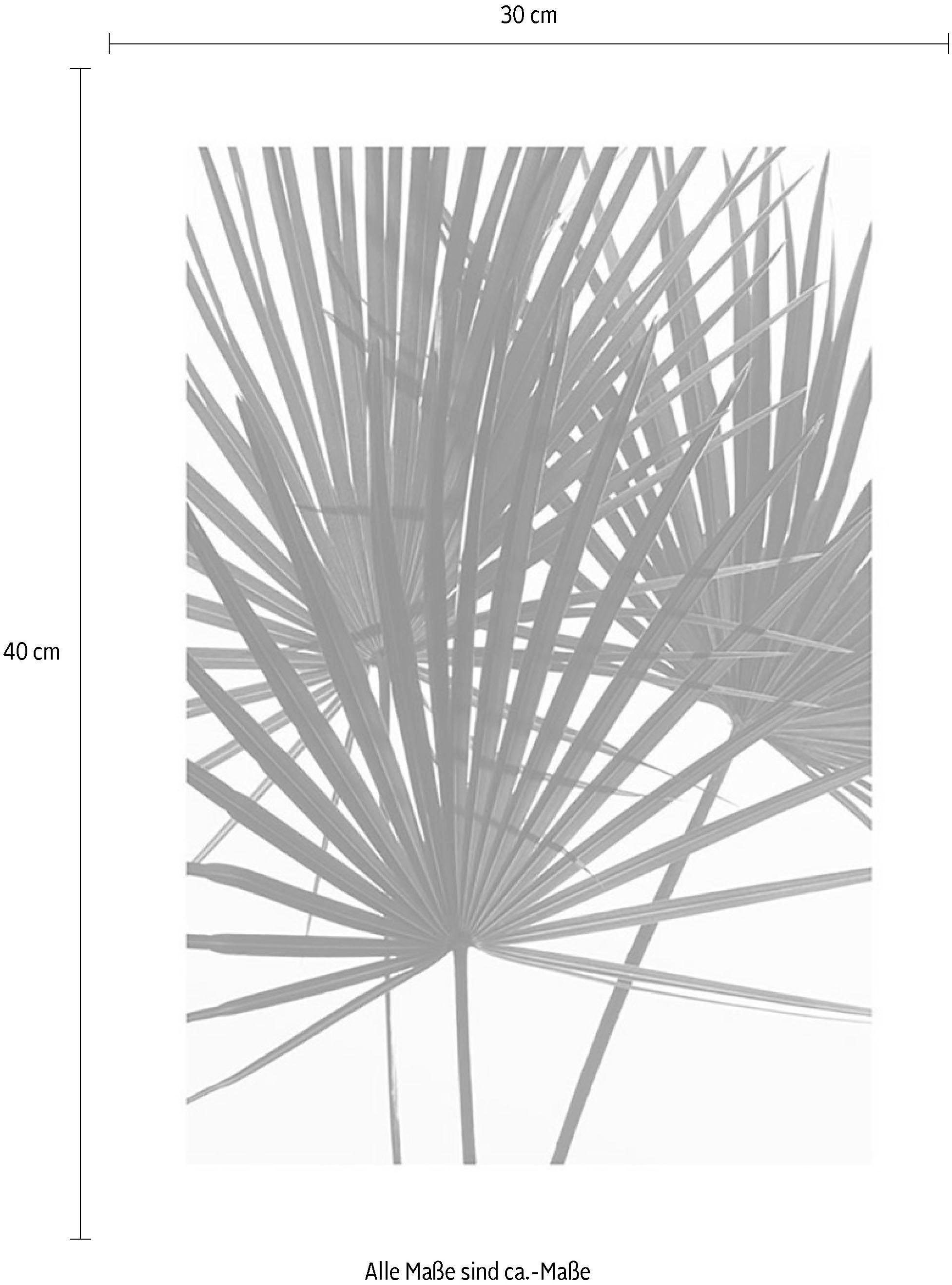 Komar Image »Palmtree Leaves« 1 cuis tlg. Wandbild zur Dekoration - ohne Rahmen
