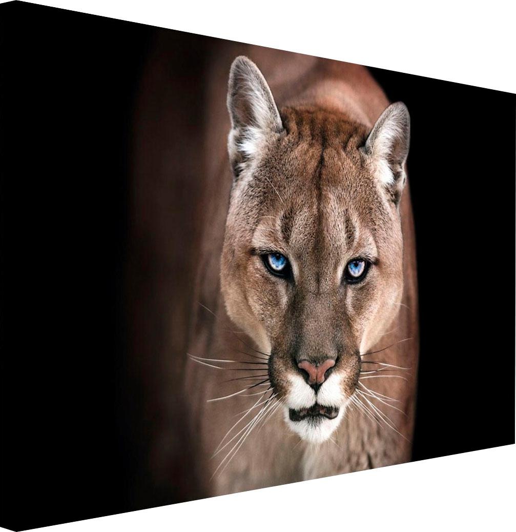 Image of Reinders! Wandbild »Puma« bei Ackermann Versand Schweiz