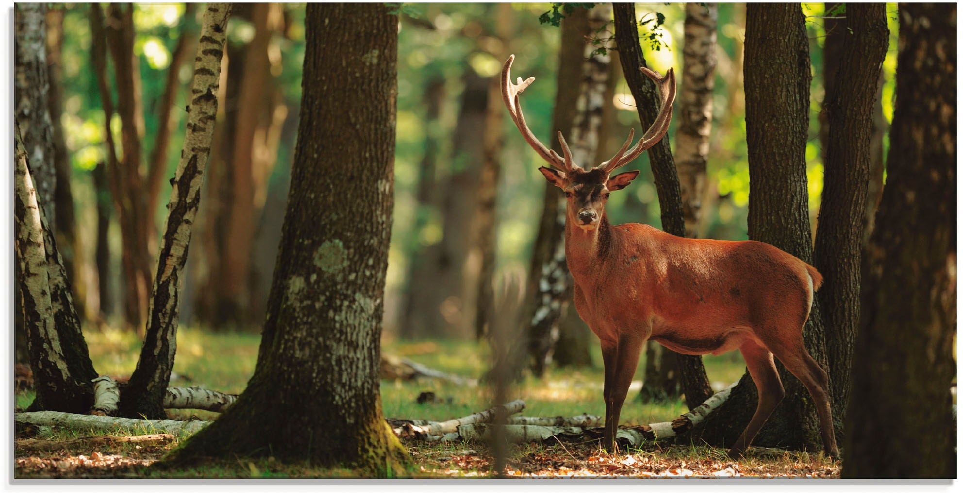 Image of Artland Glasbild "Hirsch 4 - Wald" Wildtiere 1 Stk. tlg. in verschiedenen Grössen