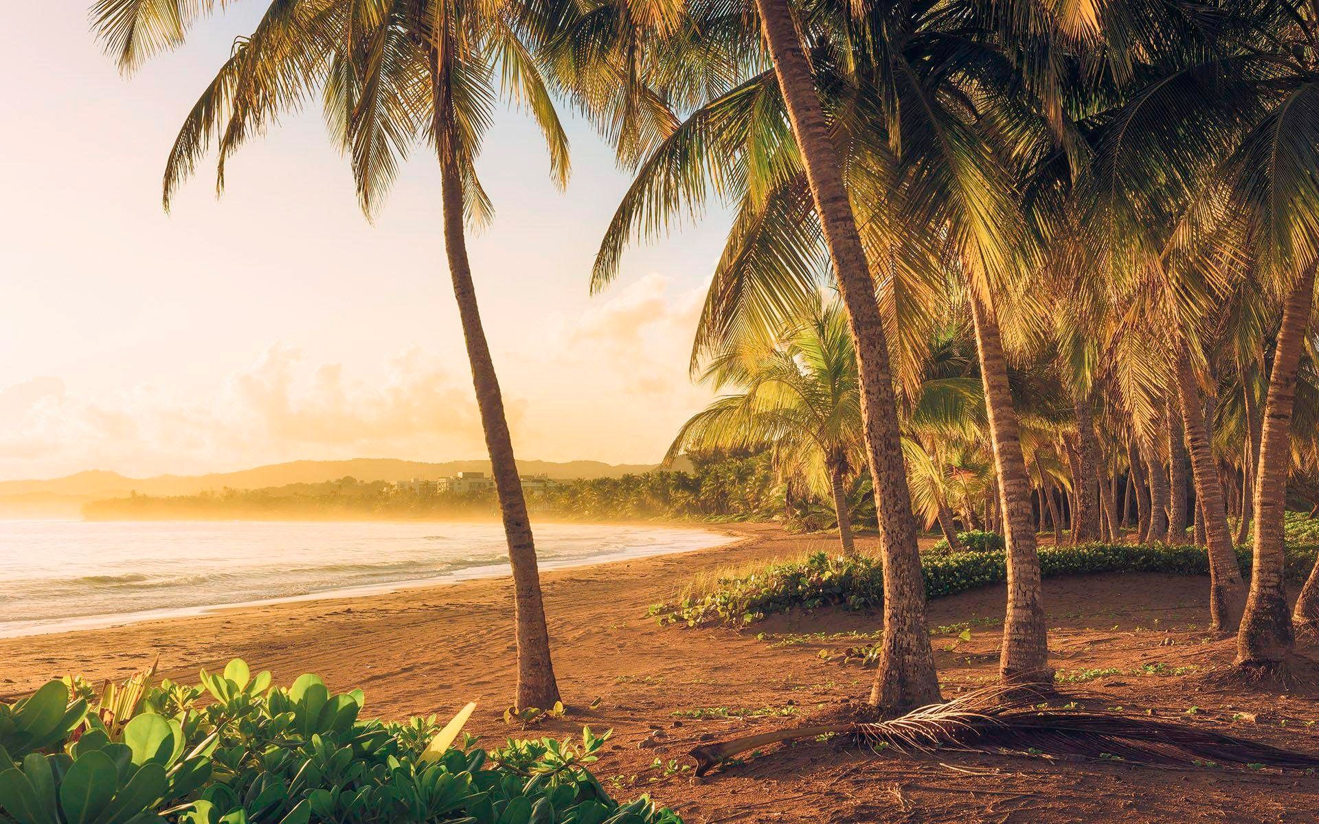 Image of Komar Vliestapete »Golden Lands«, Strand bei Ackermann Versand Schweiz