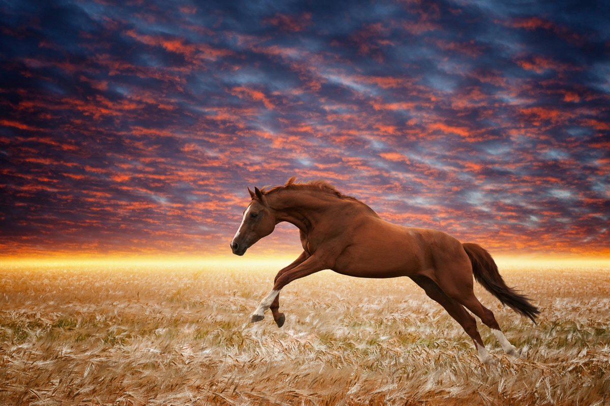 Image of Papermoon Fototapete "Laufendes Pferd"