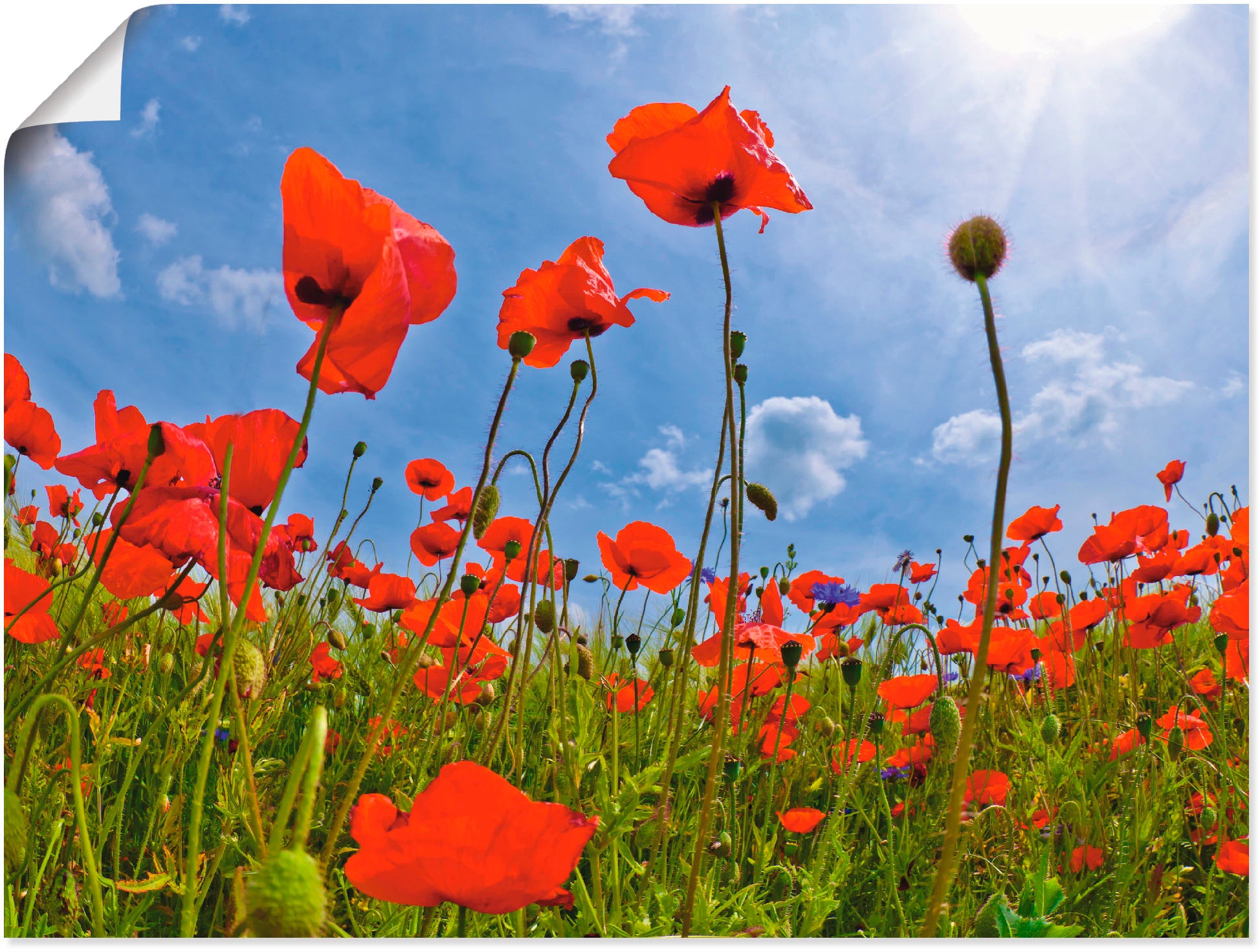 Image of Artland Wandbild »Mohnblumenfeld«, Blumen, (1 St.), in vielen Grössen & Produktarten -Leinwandbild, Poster, Wandaufkleber / Wandtattoo auch für Badezimmer geeignet bei Ackermann Versand Schweiz